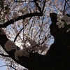 緑ヶ丘公園の桜。