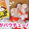 【完売】愛犬がアウトドアドッグフェスタ八ヶ岳のバウバサダーに選ばれました！