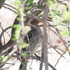 ミナミキバシコサイチョウ Southern Yellow-billed Hornbill