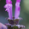 ホトケノザの閉鎖花（訂正）