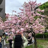 造幣局桜の通り抜け 2023 予約方法（スマホ画面写真付き）