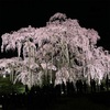 三春の滝桜