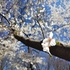 桜🌸