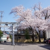 尾山神社ソメイヨシノ満開