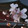 冬桜