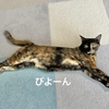 愛猫の行動が推察できる可愛い痕跡たち。
