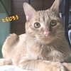 この春1歳の元気な兄弟 6/16(日) 忠岡町にて里親募集