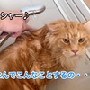 猫洗いしました