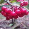 【植物の実の写真】マンリョウの実；サクラソウ科  Ardisia crenata；Primulaceae  2018年12月16日（日）鹿児島市自宅の庭