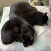 今朝の黒猫ダブル
