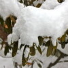 淡い「上雪（かみゆき）が積もりました。