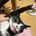 くろちゃんの脇としゃぶ葉のワイン