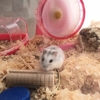 ハムスター２匹飼いに失敗？