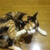 飼い猫（♀）の避妊手術後の抜糸が終わりました