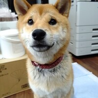 時間がショウブ！？　癖のあるっ髪の毛は　証明写真には向いてない？？