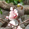 花と鳥