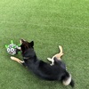 黒柴 🐶 つん