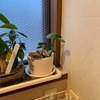 窓際の植物達