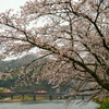 高梁川の桜とDE10プッシュプルの石蟹工臨を撮る！(備中川間の桜並木撮影編)