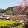 【奥多摩】戸倉三山　花咲く寺を目指す試練の縦走路