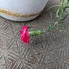 カーネーションが咲いた