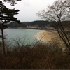 気仙沼の田中浜にはコクガンが