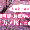 京都・出町柳の長徳寺で人気急上昇中の早咲きの桜であるオカメ桜とは