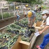 やまびこ：タマネギ収穫