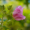 秋の西大寺緑花公園