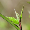 山吹の新芽