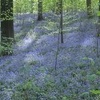 ブルーベルの森