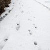 東京に雪が降った日。