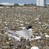 ６月に森ヶ崎水再生センター屋上営巣地コアジサシ観察会を行います。