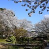 維新公園の咲くら