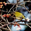 今週の一枚・メジロと寒桜