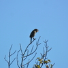 ジィちゃんと探鳥、湘南平・弘法山公園の野鳥/2020-10-12