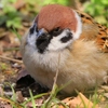 フォト・ライブラリー(569)大阪城公園の花と鳥