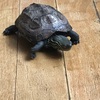 クサガメ🐢ポコの飼育日記🐢26