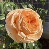秋に鉢苗を植えたティップントップ、秋～冬の花＆剪定・寒肥！