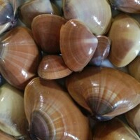 アオヤギ バカガイ の栄養とレシピ 食品成分表 栄養box