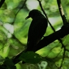 鳥屋で鳥見