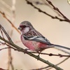 公園の野鳥達（２月１８日）