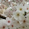 桜の花の　にほひもあなに