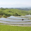 、扇棚田で田植え　熊本県産山村