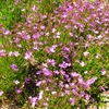 やまぐちフラワーランドの花木風景（19）：山口県柳井市