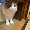 Y子とふくちゃんの追いかけっこ
