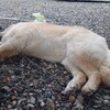 夏は乗鞍がいい。