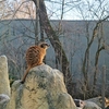 朝霜くるまるミュンヘン動物園【Münchener Tierpark Hellabrunn】