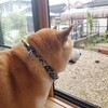 雨が上がりからのシャンプー。