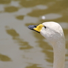 Sat.　　森の池に白鳥